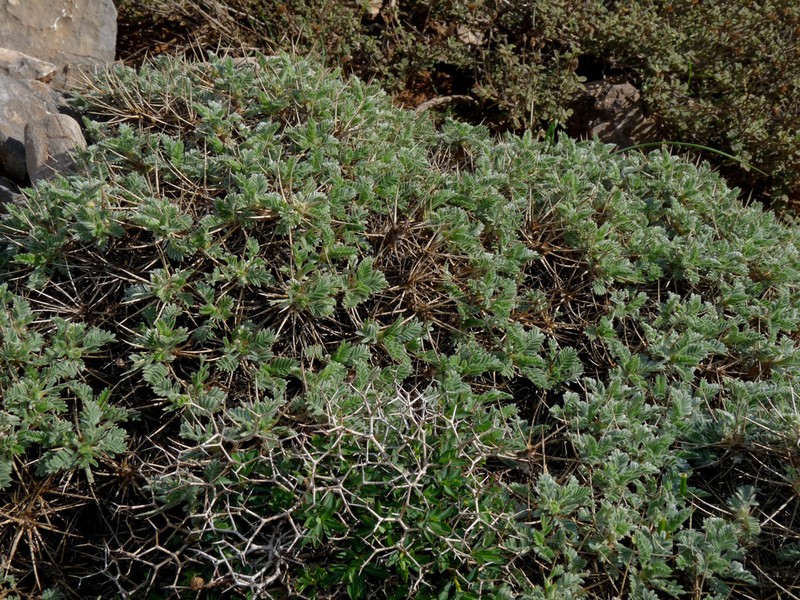 Astragalus creticus
