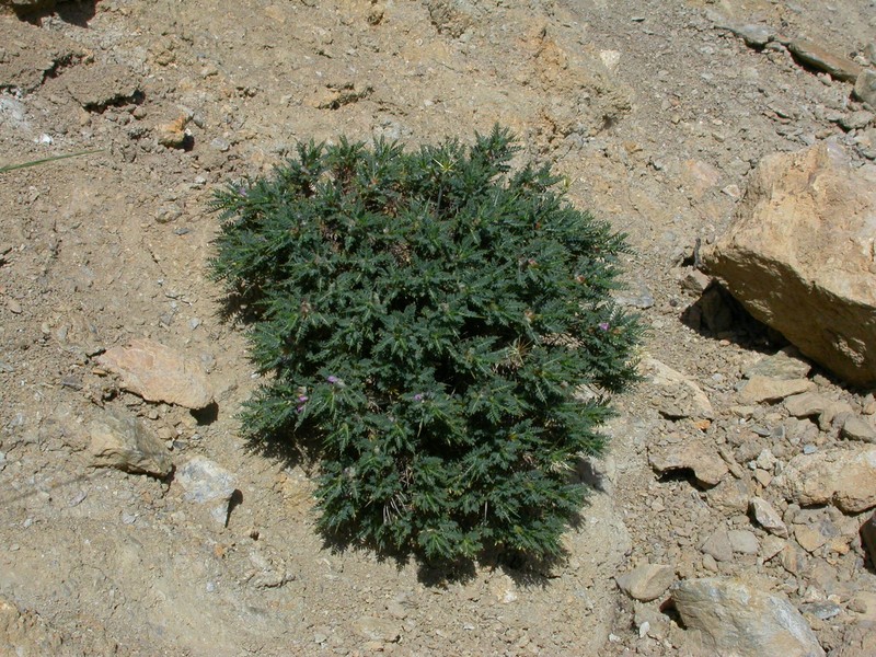 Astragalus creticus subsp. minoicus