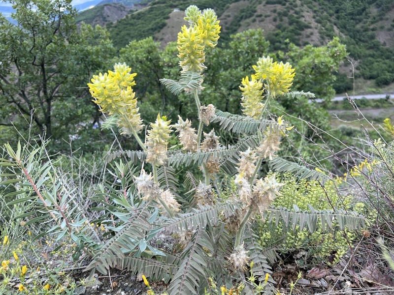 Astragalus crinitus