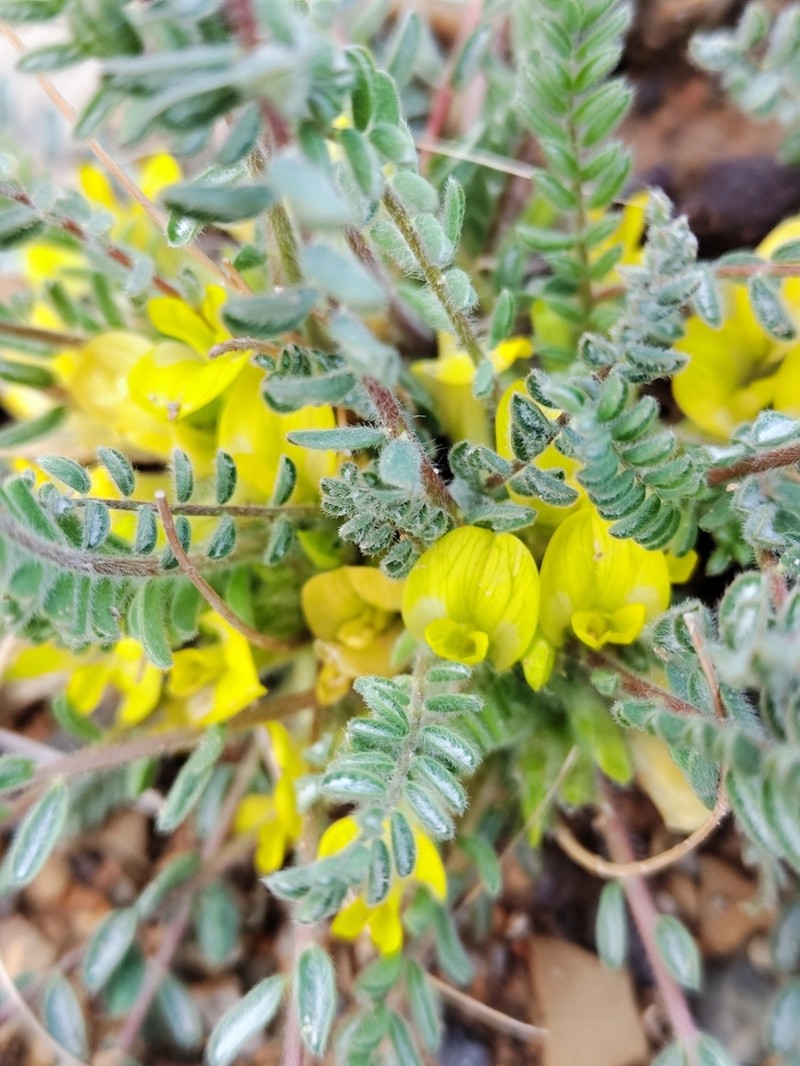Astragalus crinitus photo 3