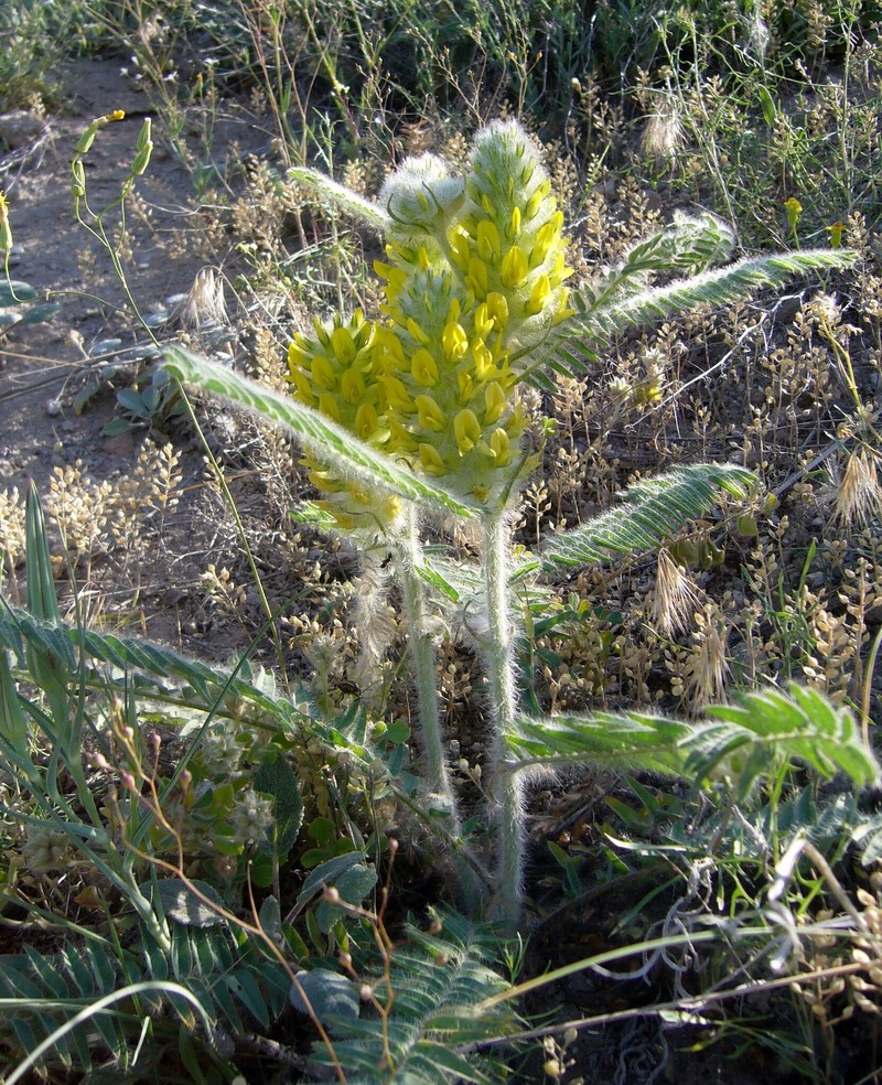 Astragalus crinitus photo 4