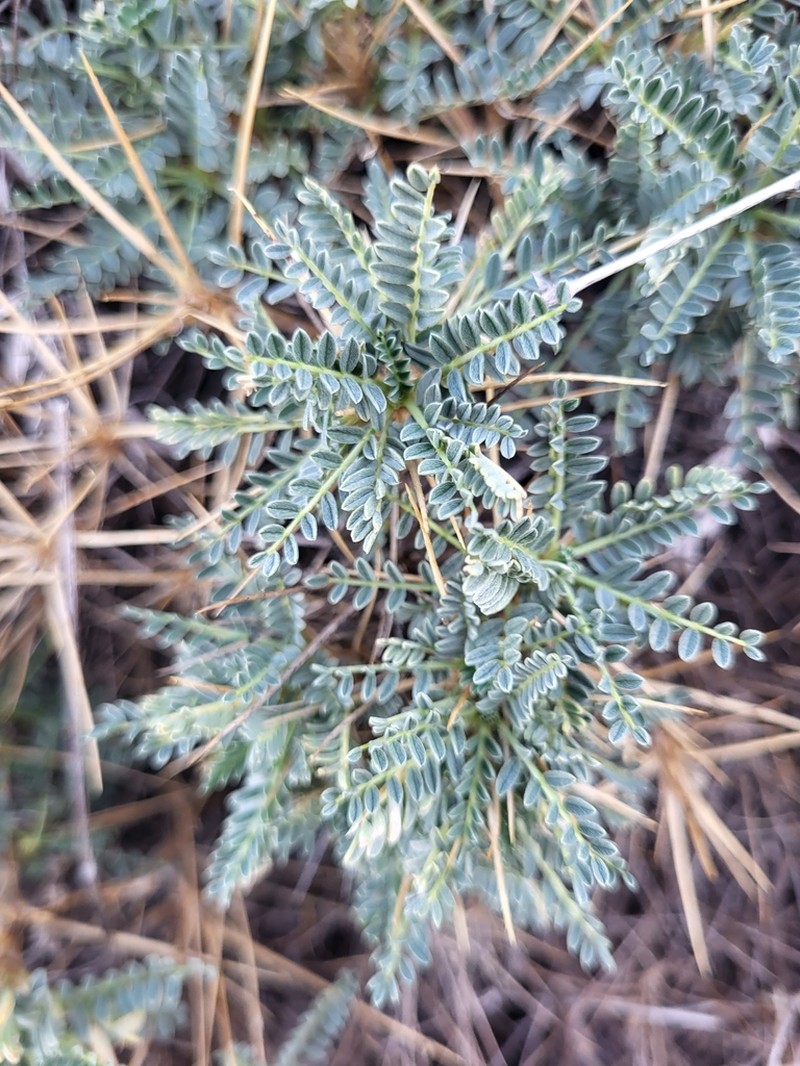 Astragalus croaticus photo 4