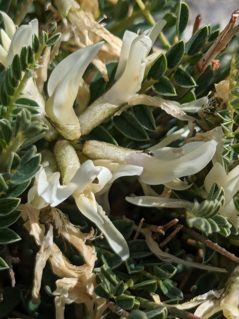 Astragalus croaticus photo 5