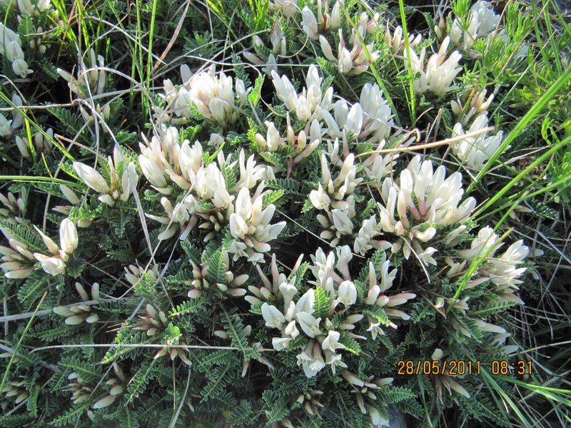 Astragalus croaticus photo 6