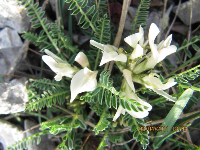 Astragalus croaticus photo 7
