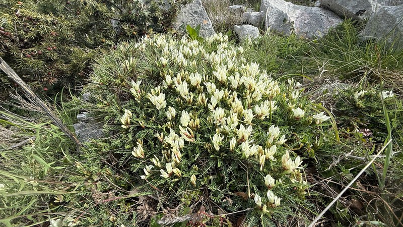 Astragalus croaticus photo 8