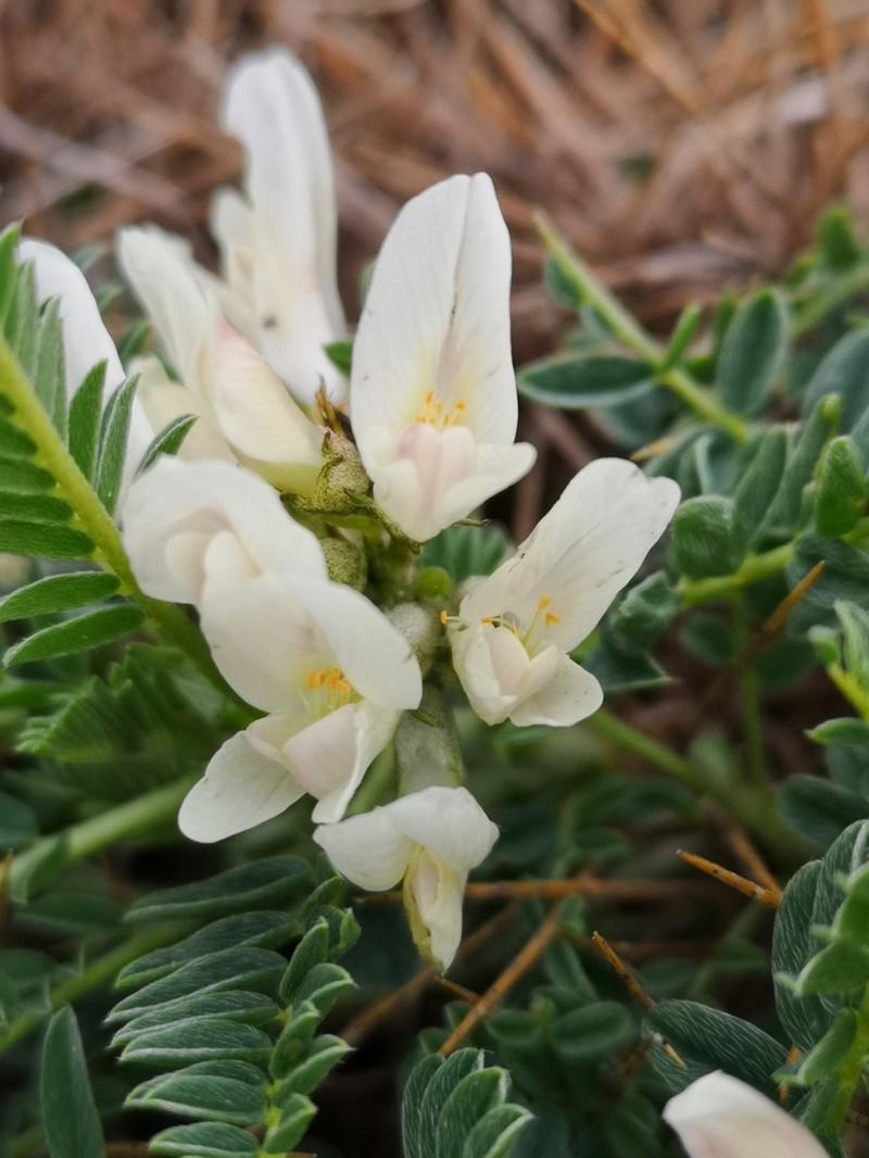 Astragalus croaticus