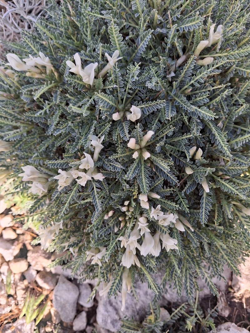 Astragalus croaticus photo 2