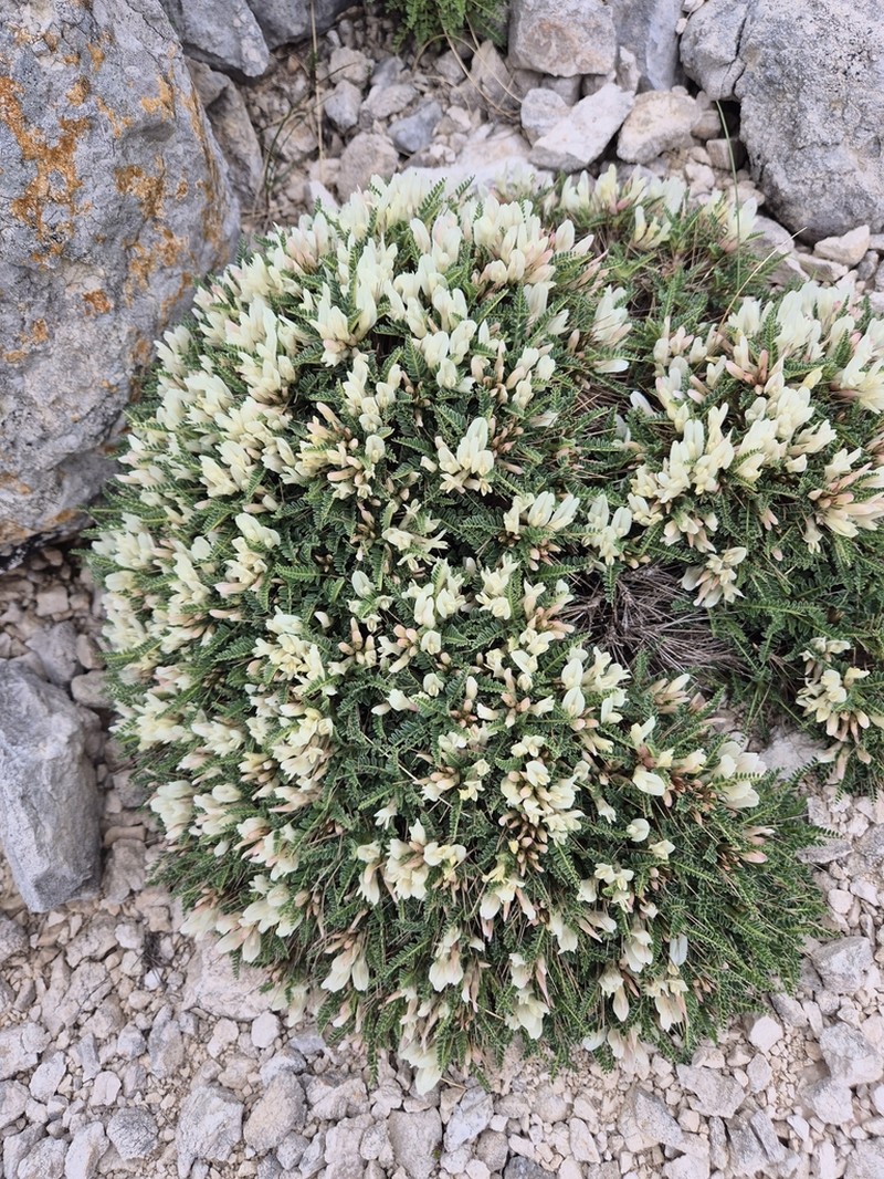 Astragalus croaticus photo 3