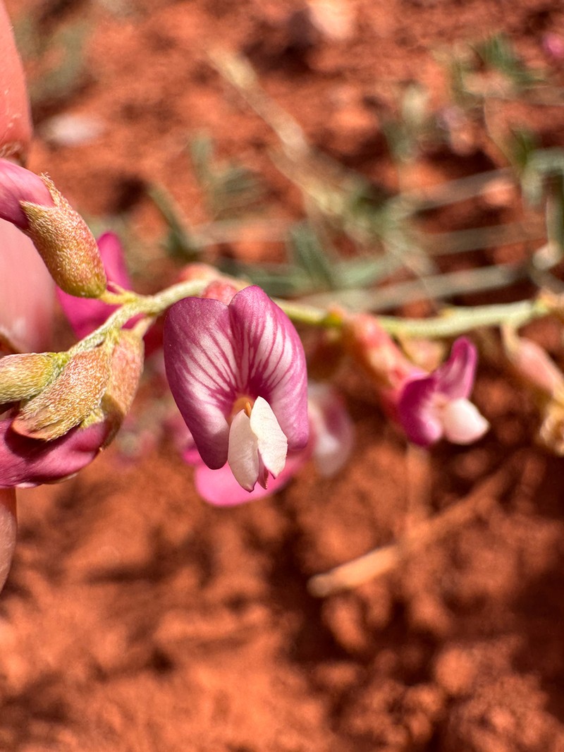 Cronquist's Milkvetch