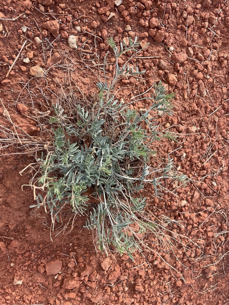 Cronquist's Milkvetch photo 2