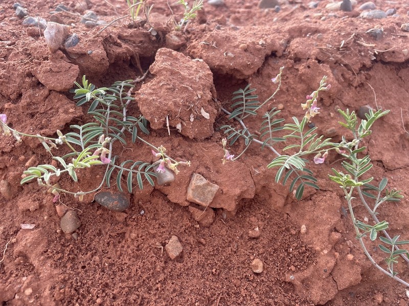 Cronquist's Milkvetch photo 4