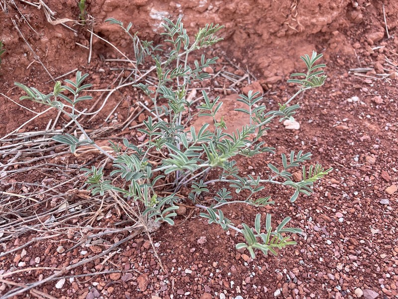 Cronquist's Milkvetch photo 6