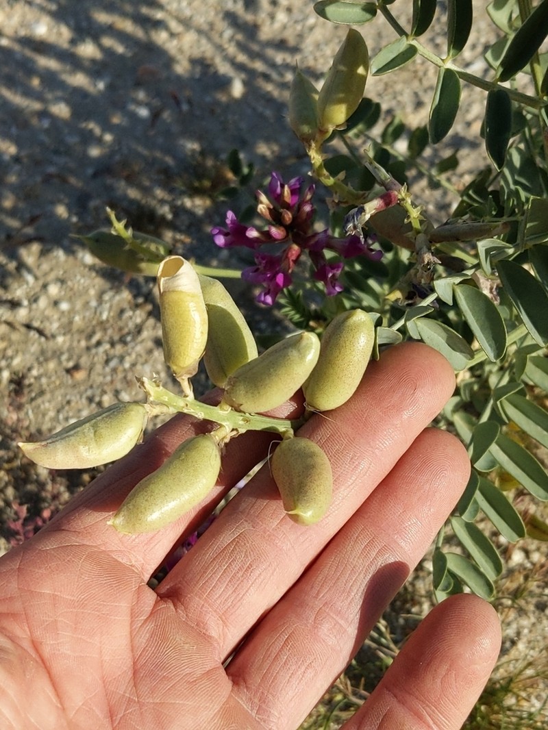 Salton Milkvetch