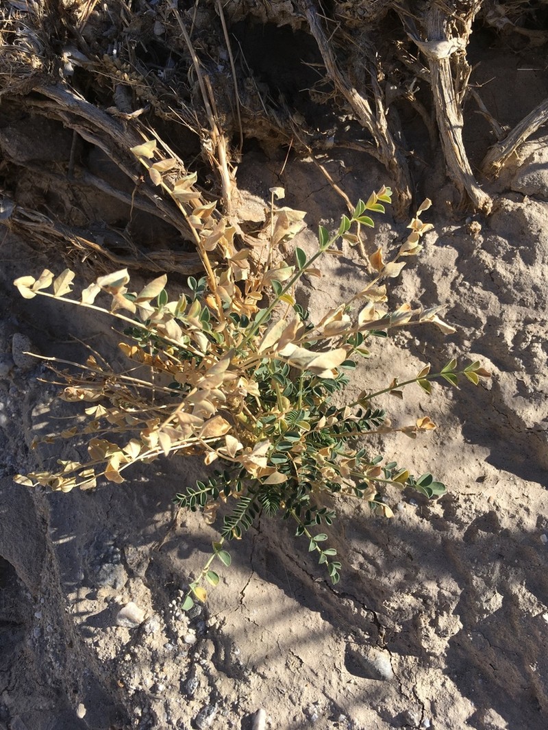 Salton Milkvetch photo 2