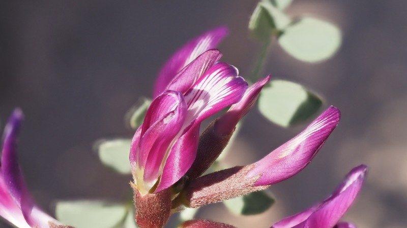 Salton Milkvetch photo 3