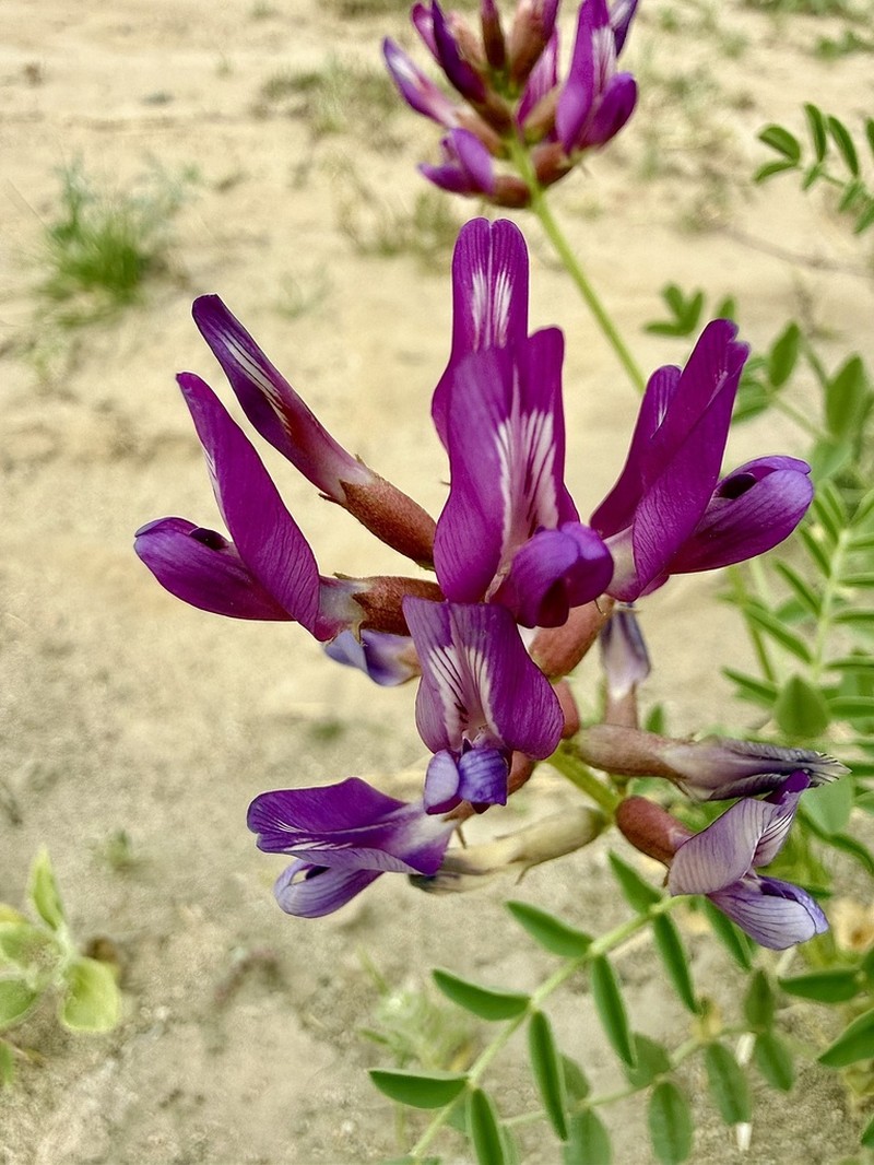 Salton Milkvetch photo 4