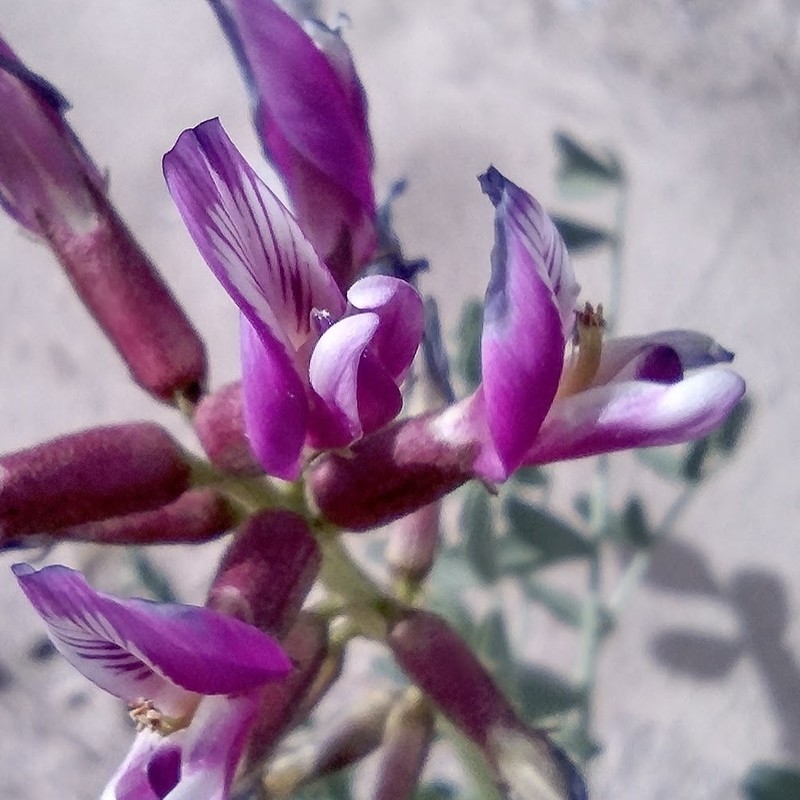 Salton Milkvetch photo 5
