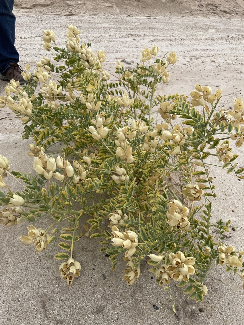 Salton Milkvetch photo 7