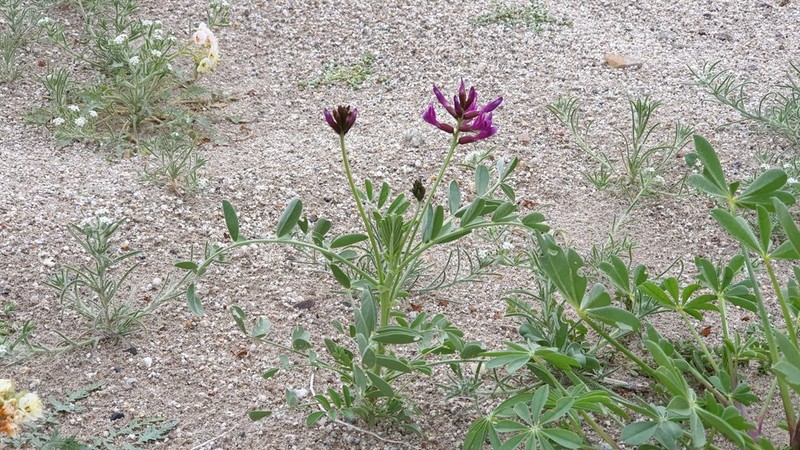 Salton Milkvetch photo 8
