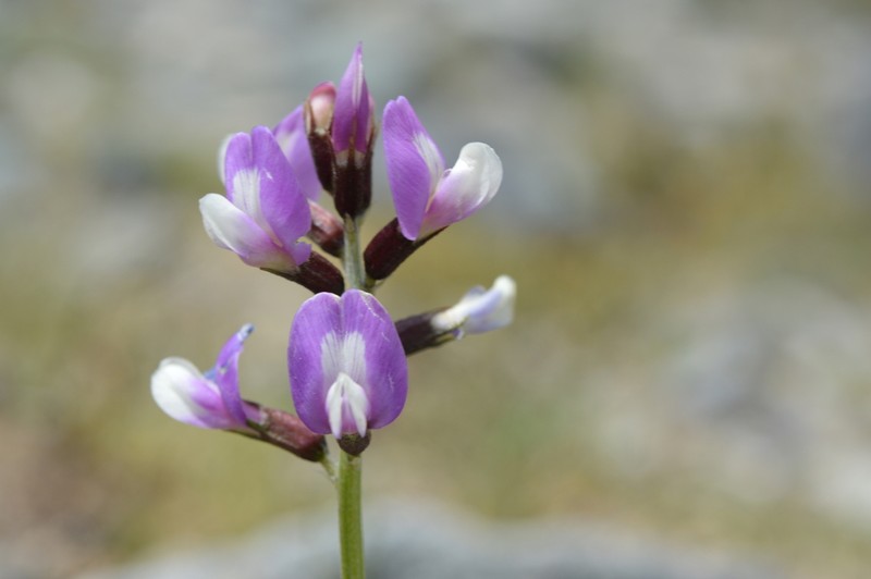 Astragalus cruckshanksii photo 3