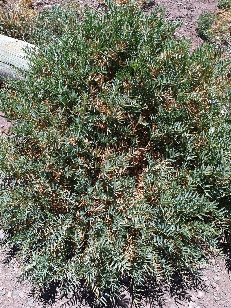 Astragalus cruckshanksii photo 4