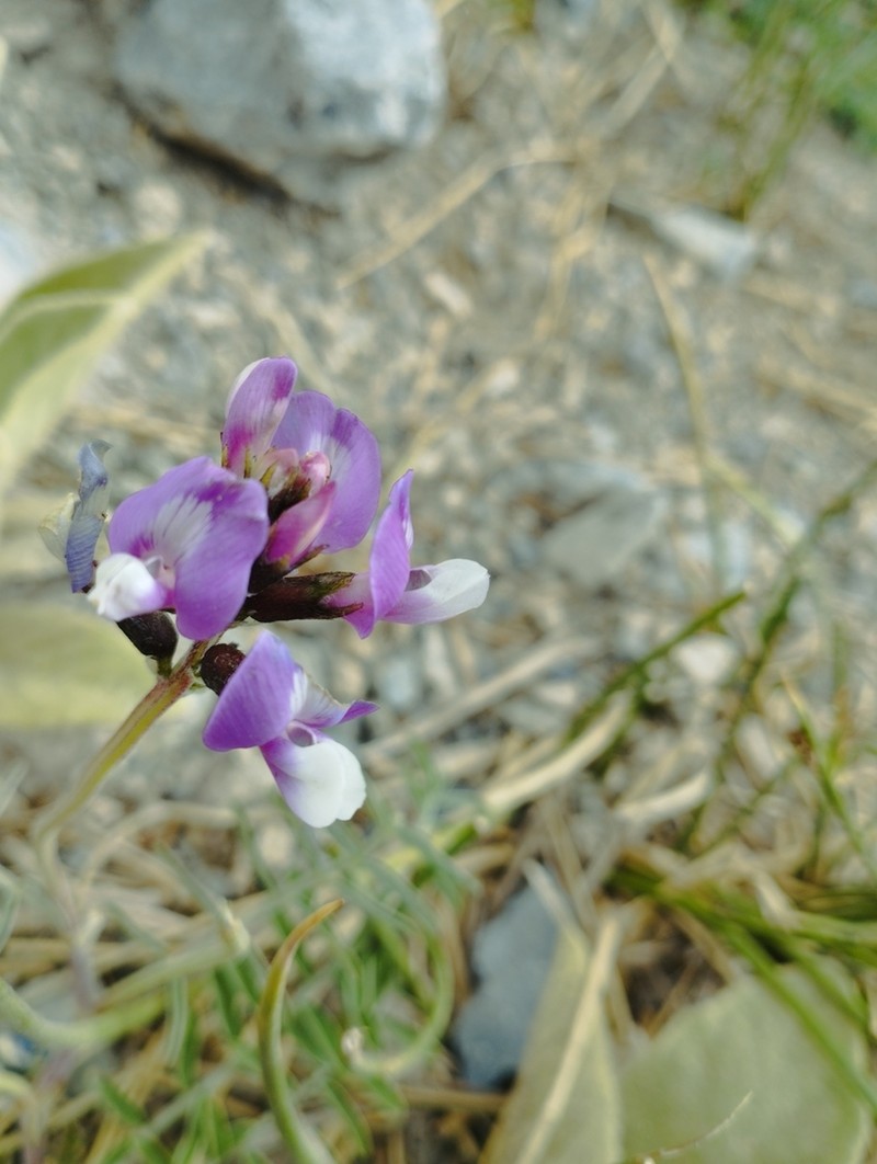 Astragalus cruckshanksii photo 5