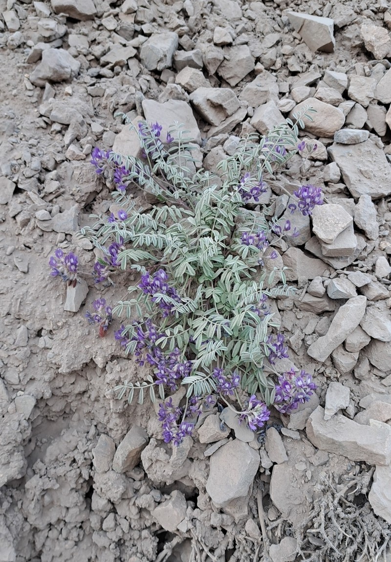 Astragalus cruckshanksii photo 6