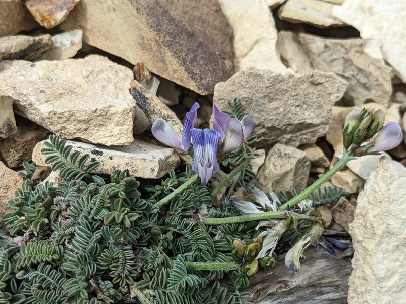 Astragalus cruckshanksii photo 7