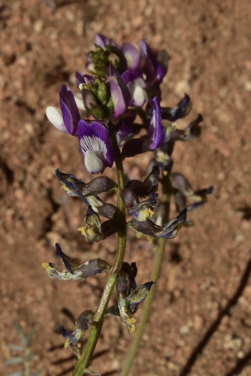 Astragalus cruckshanksii photo 8