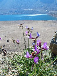 Astragalus cruckshanksii