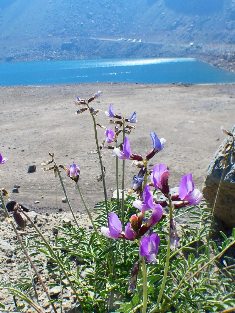 Astragalus cruckshanksii