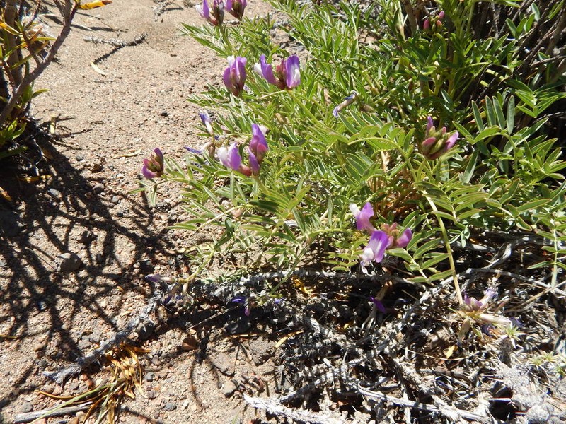 Astragalus cruckshanksii photo 2