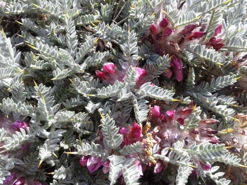 Astragalus cruentiflorus photo 2