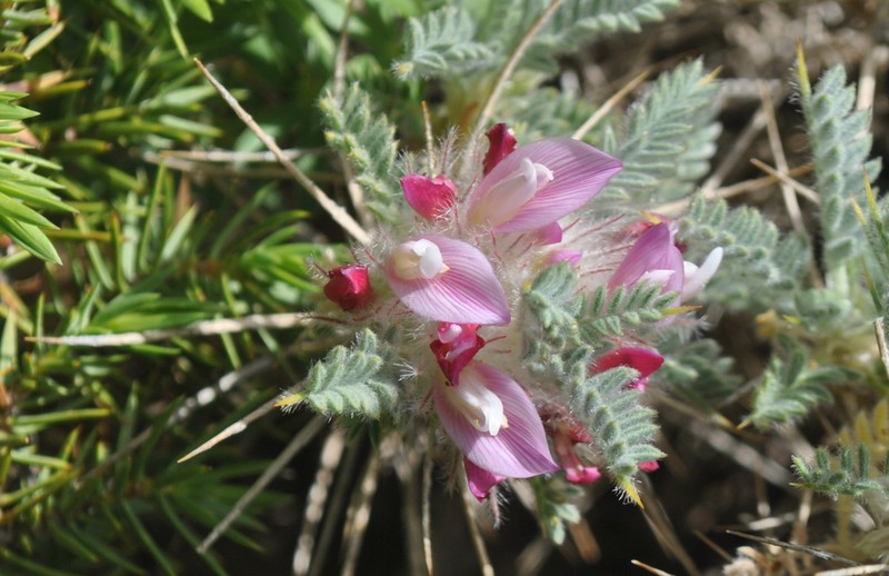 Astragalus cruentiflorus photo 3