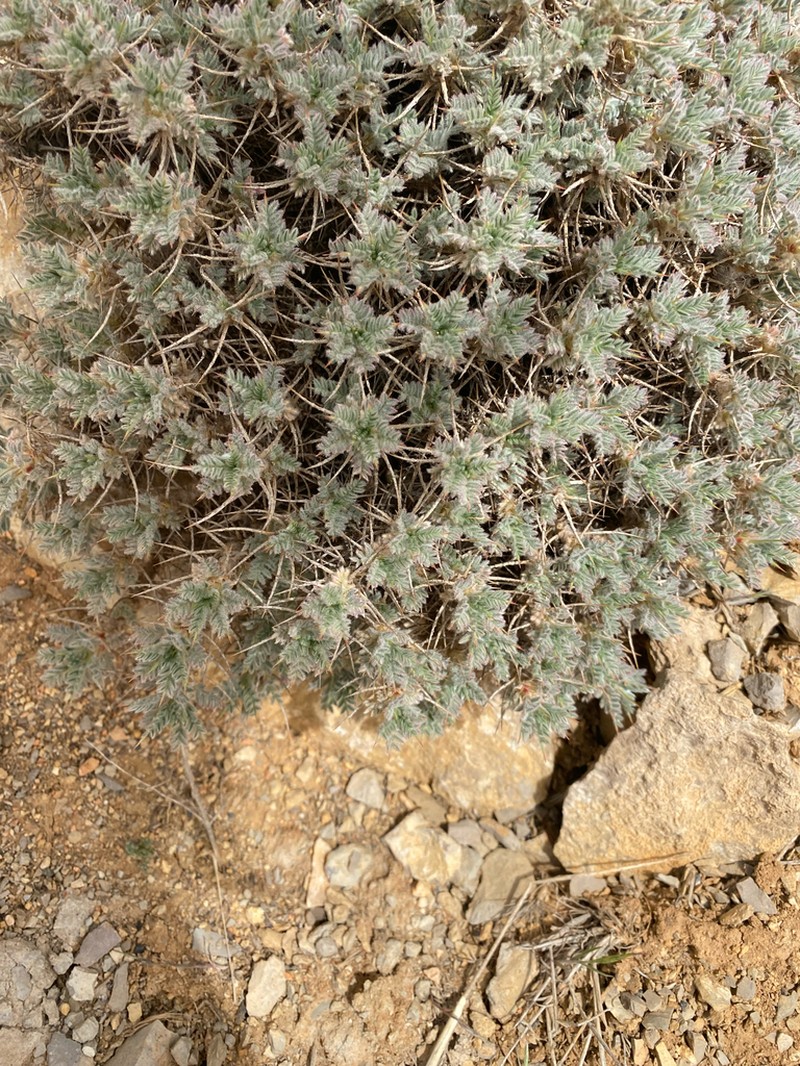 Astragalus cruentiflorus photo 4
