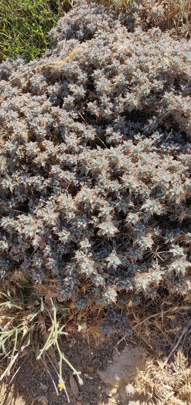 Astragalus cruentiflorus photo 5