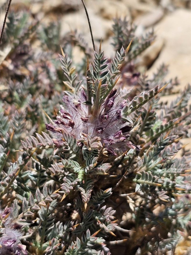 Astragalus cruentiflorus photo 6