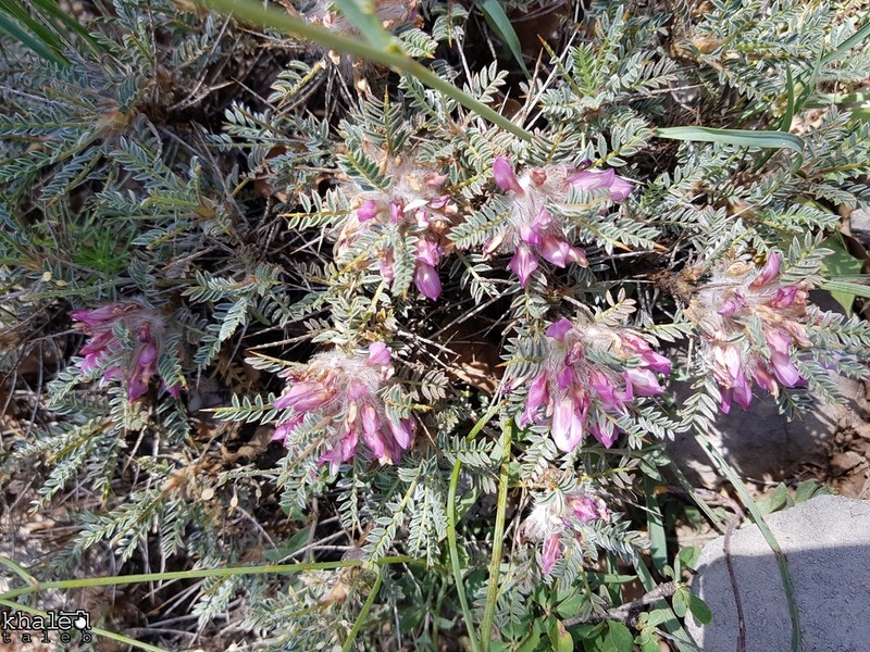 Astragalus cruentiflorus photo 7