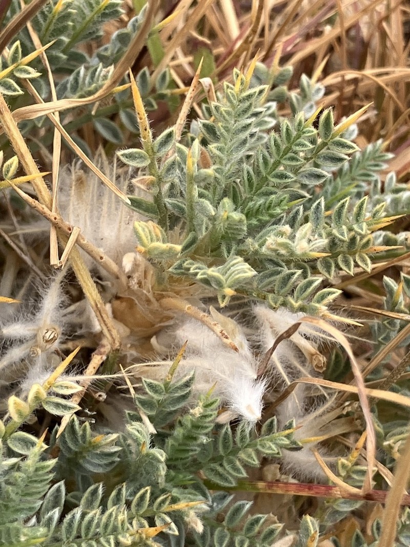 Astragalus cruentiflorus photo 8