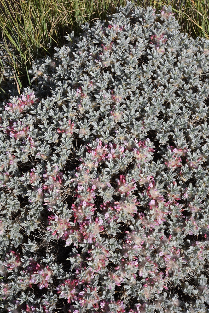 Astragalus cruentiflorus
