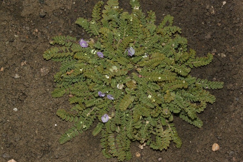 Astragalus cryptanthus