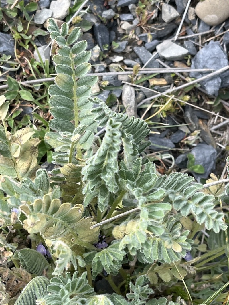 Astragalus cryptanthus photo 2