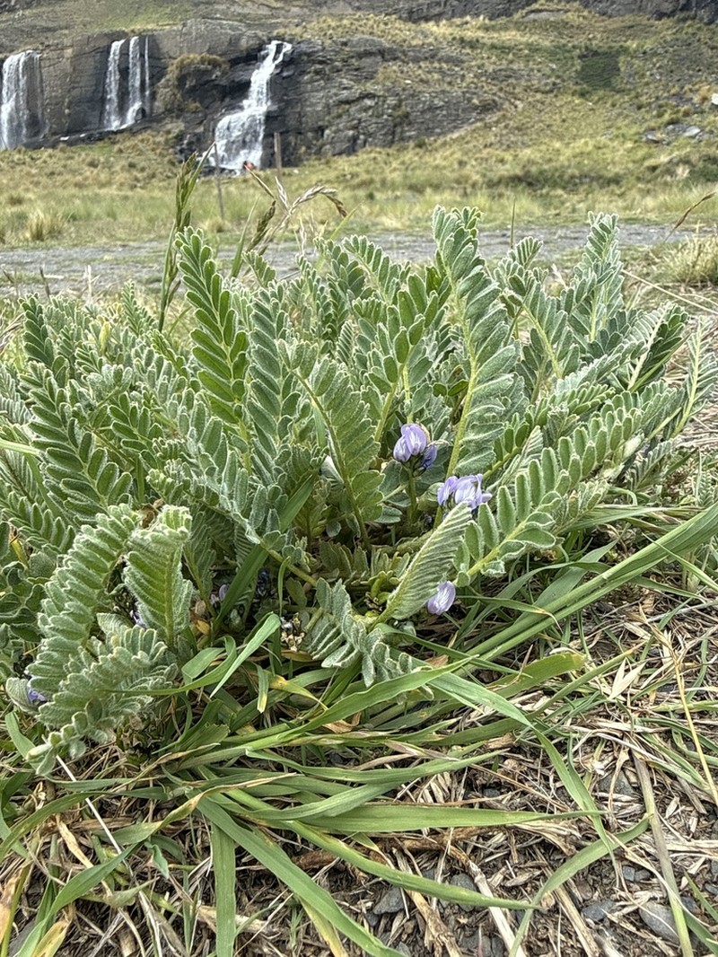 Astragalus cryptanthus photo 3