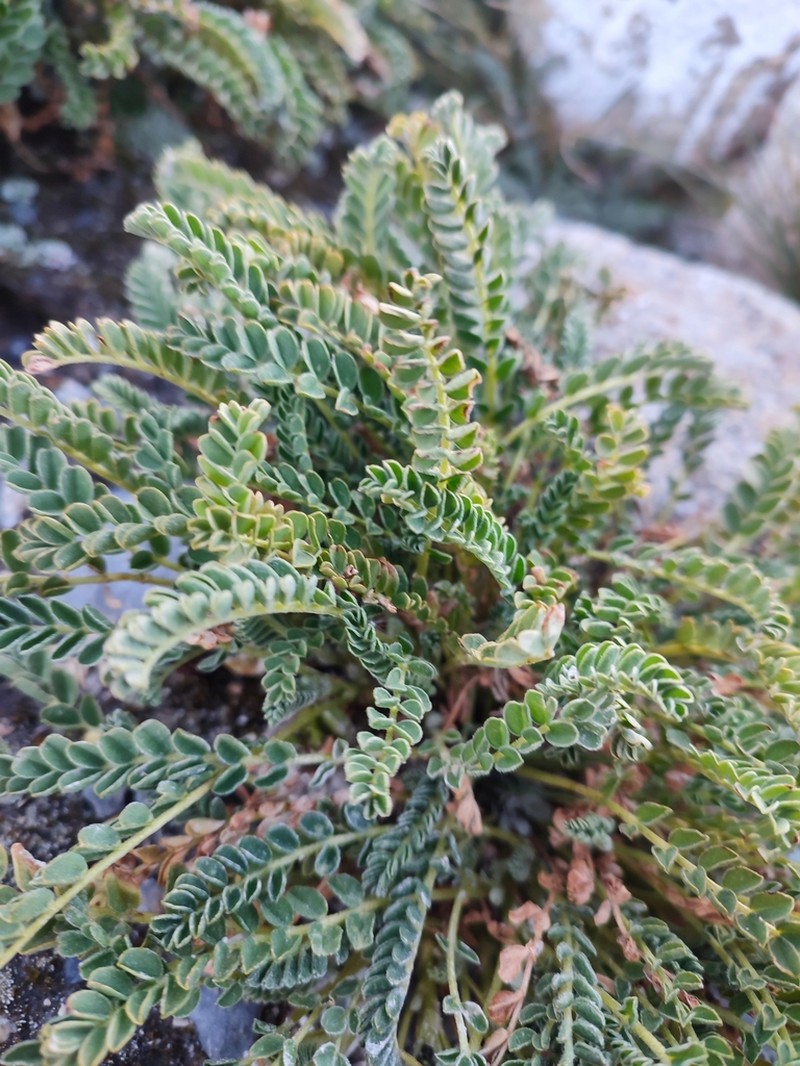 Astragalus cryptanthus photo 4