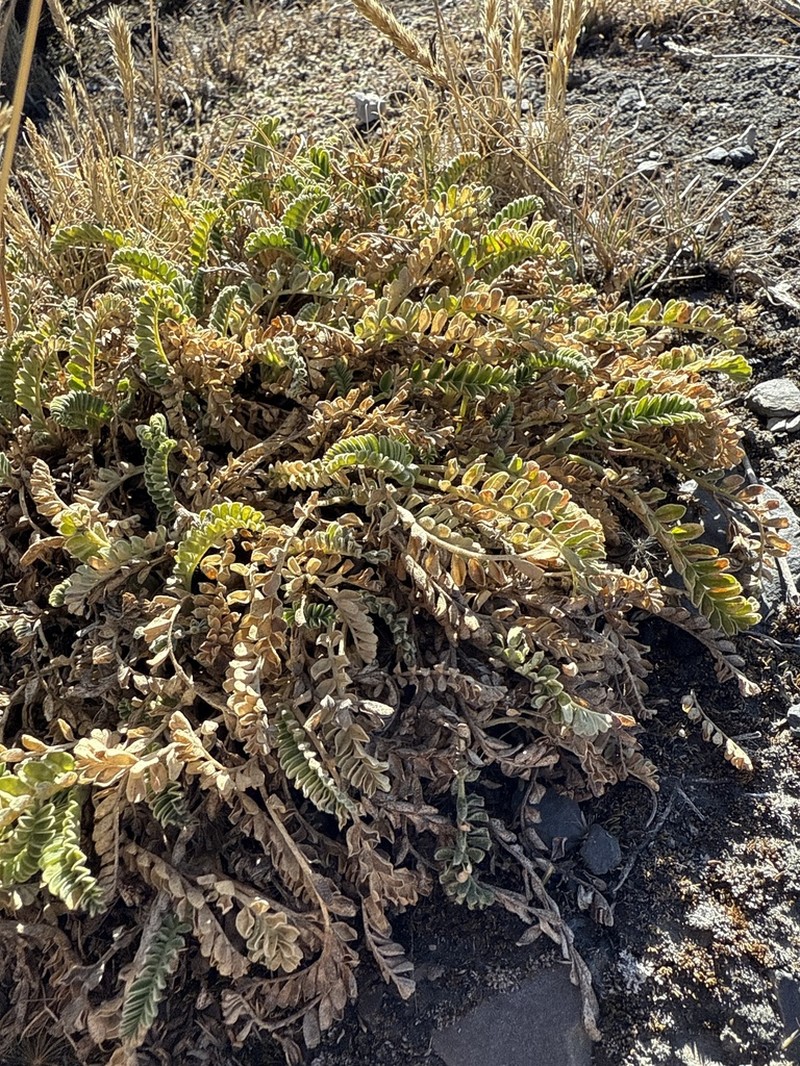 Astragalus cryptanthus photo 5