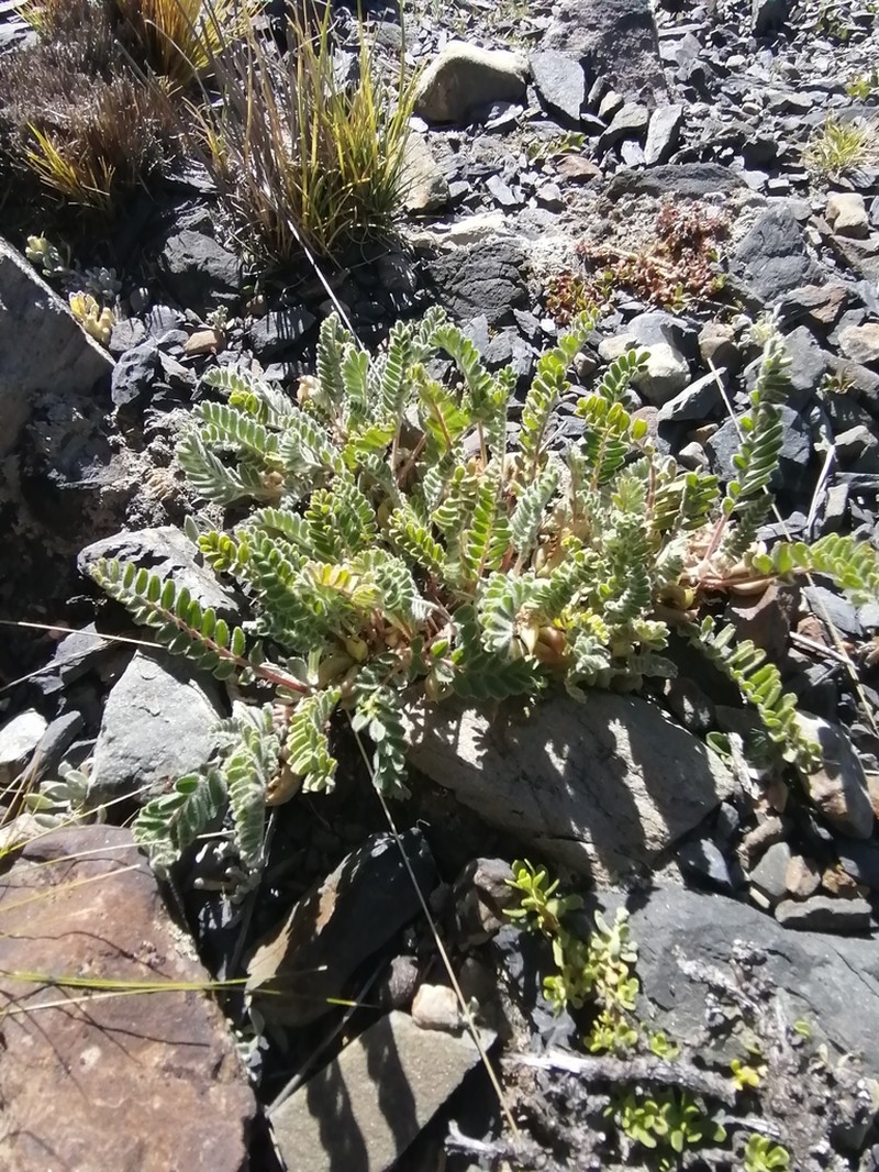 Astragalus cryptanthus photo 6