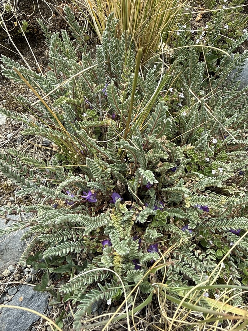 Astragalus cryptanthus photo 7