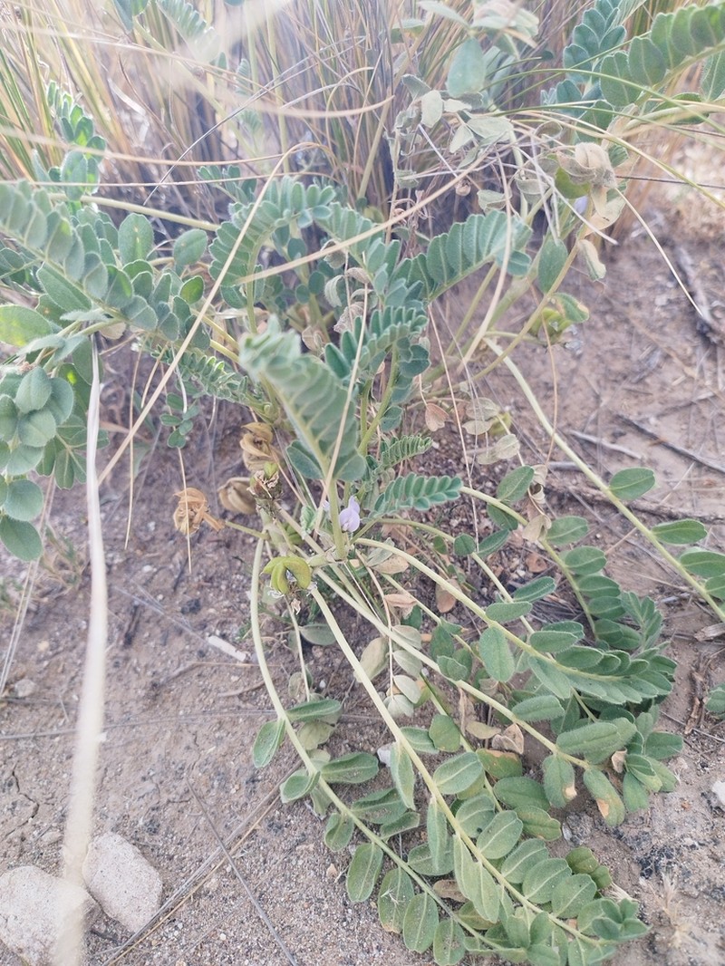 Astragalus cryptanthus photo 8