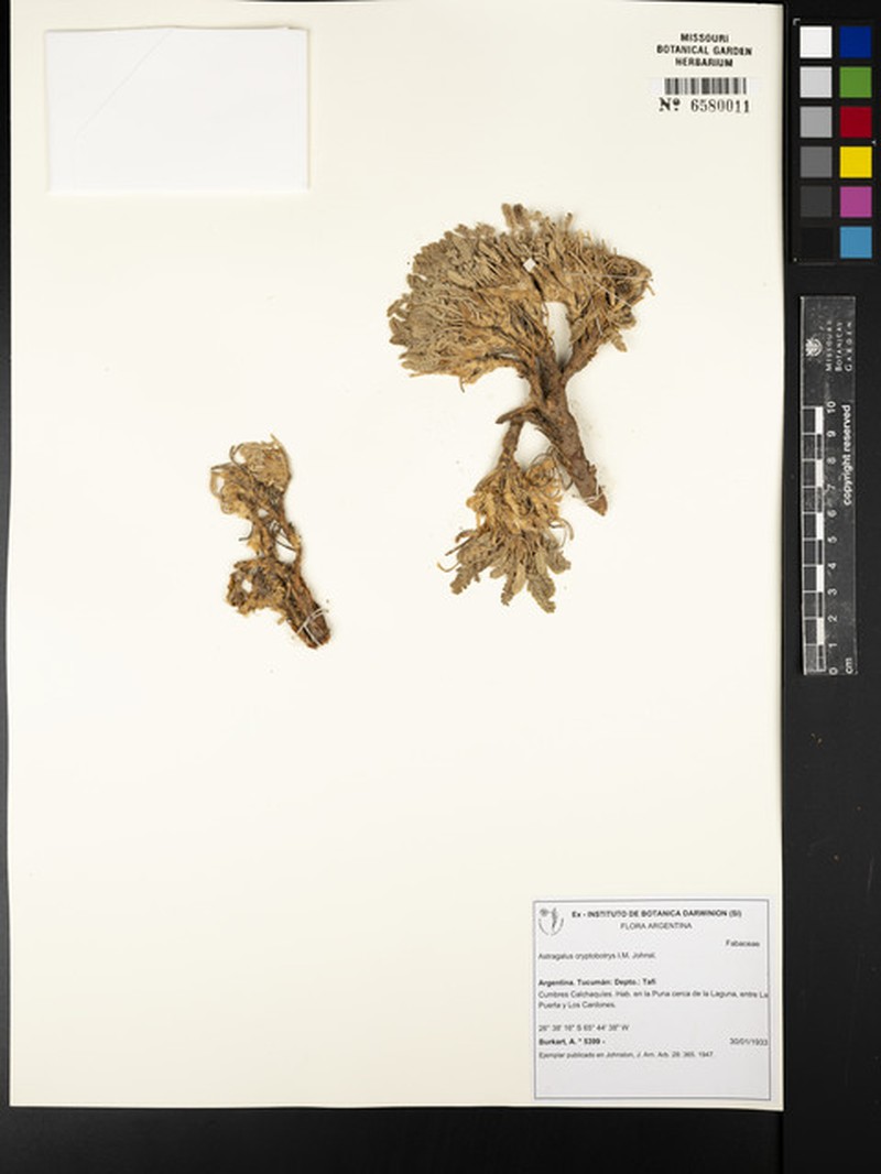 Astragalus cryptobotrys photo 2